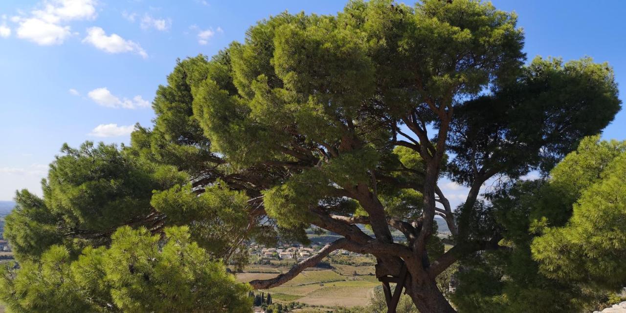 Le Mimosa Bed & Breakfast Saint-Saturnin-de-Lucian Luaran gambar